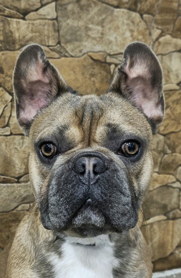 bouledogue francese toelettatura.jpg